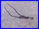 Jd_AC_IH_Tractor_plow_disk_implement_hydraulic_lift_cylinder_with_pin_hoses_01_halk